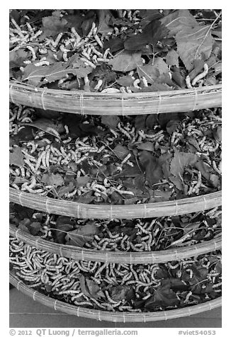 Trays of silkworms. Hoi An, Vietnam