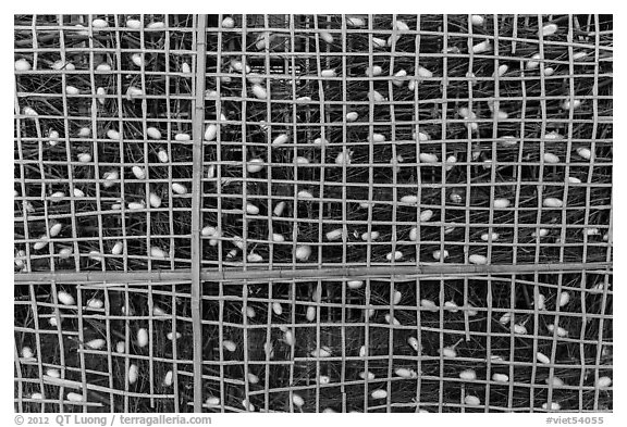 Grid with ellow and white silkworm cocoons. Hoi An, Vietnam