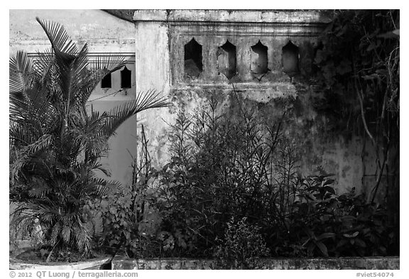 Vegetation and walls detail. Hoi An, Vietnam (black and white)