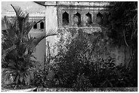 Vegetation and walls detail. Hoi An, Vietnam (black and white)