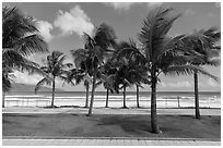 Palm-lined beachfront promenade. Da Nang, Vietnam (black and white)