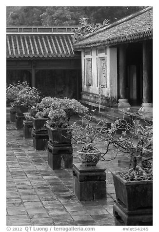 Bonsai trees in palace courtyard, citadel. Hue, Vietnam