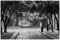 Tree-covered pathway, imperial citadel. Hue, Vietnam ( black and white)