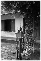 Bonsai trees and monastic buildings, Thien Mu pagoda. Hue, Vietnam ( black and white)