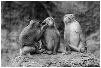 Three monkeys. Halong Bay, Vietnam (black and white)