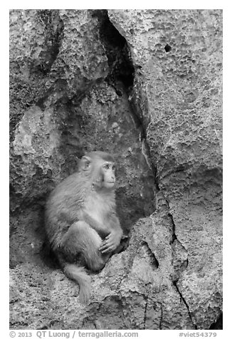 Monkey on cliff. Halong Bay, Vietnam (black and white)