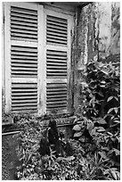 Plants and window shutters. Ho Chi Minh City, Vietnam ( black and white)