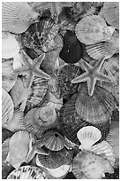 Close-up of colorful sea shells. Mui Ne, Vietnam ( black and white)