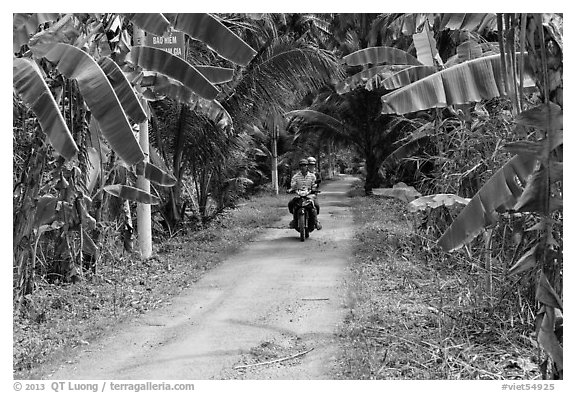 Narrow rural road bordered by banana trees. Ben Tre, Vietnam