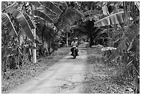 Narrow rural road bordered by banana trees. Ben Tre, Vietnam (black and white)
