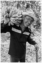 Man shouldering banana cluster. Ben Tre, Vietnam ( black and white)
