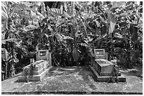 Tombs and banana trees. Ben Tre, Vietnam ( black and white)