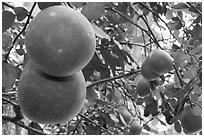 Grapefruit on tree. Ben Tre, Vietnam (black and white)