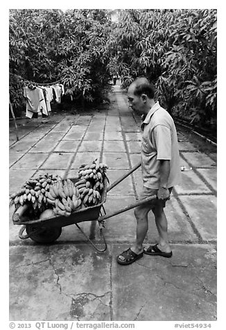 Man with wheelbarrow filled with bananas and coconuts. Ben Tre, Vietnam (black and white)