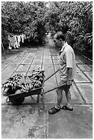 Man with wheelbarrow filled with bananas and coconuts. Ben Tre, Vietnam (black and white)