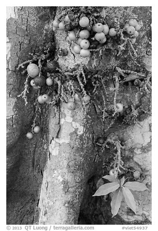 Close-up of bark and fig. My Tho, Vietnam (black and white)