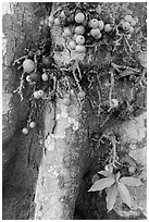 Close-up of bark and fig. My Tho, Vietnam (black and white)