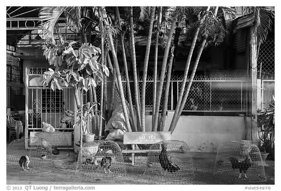 Chicken and roosters encaged on sidewalk. Tra Vinh, Vietnam (black and white)