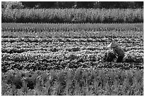 Woman in field of vegetables. Tra Vinh, Vietnam ( black and white)