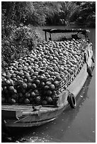 Barge loaded with coconuts. Tra Vinh, Vietnam (black and white)