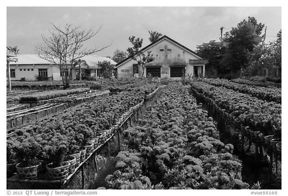 Rows of potted red flowers. Sa Dec, Vietnam (black and white)