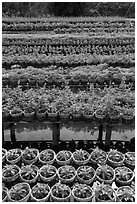 Potted flowers rows. Sa Dec, Vietnam ( black and white)