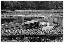 Tombs amidst rows of potted flowers. Sa Dec, Vietnam ( black and white)