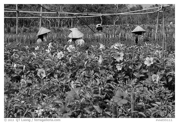 Flowers and workers in flower field. Sa Dec, Vietnam (black and white)