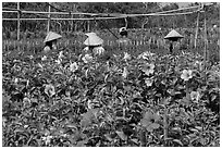 Flowers and workers in flower field. Sa Dec, Vietnam ( black and white)