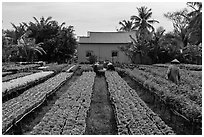 Workers amongst rows of potted flowers. Sa Dec, Vietnam ( black and white)