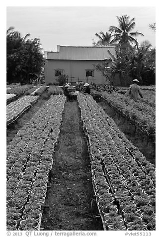 Nursery workers amongst rows of flowers. Sa Dec, Vietnam (black and white)