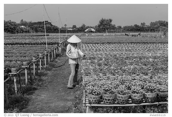 Woman caring for flowers in nursery. Sa Dec, Vietnam (black and white)