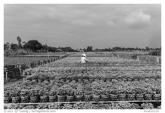 Rows of potted plants. Sa Dec, Vietnam (black and white)