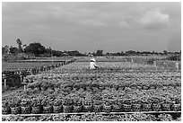 Rows of potted plants. Sa Dec, Vietnam ( black and white)