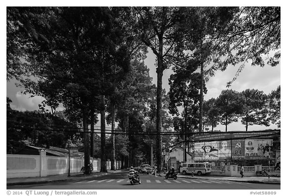 Tall trees on street through Tao Dan park. Ho Chi Minh City, Vietnam (black and white)