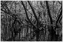 Mangrove forest, Bay Canh Island, Con Dao National Park. Con Dao Islands, Vietnam ( black and white)