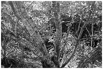 Tropical forest, Bay Canh Island, Con Dao National Park. Con Dao Islands, Vietnam ( black and white)