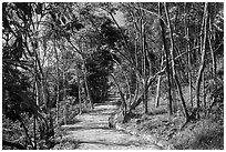 Trail, Bay Canh Island, Con Dao National Park. Con Dao Islands, Vietnam ( black and white)