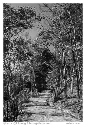 Trail through forest, Bay Canh Island, Con Dao National Park. Con Dao Islands, Vietnam (black and white)