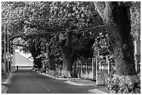 Street lined with old trees, Con Son. Con Dao Islands, Vietnam ( black and white)