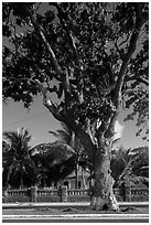 Old tree and colonial-area house, Con Son. Con Dao Islands, Vietnam ( black and white)