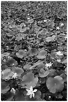 Flowering lotus. Con Dao Islands, Vietnam ( black and white)