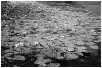 Lotus with flowers. Con Dao Islands, Vietnam ( black and white)