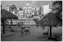 Saigon zoo and neighborhood across river. Ho Chi Minh City, Vietnam ( black and white)