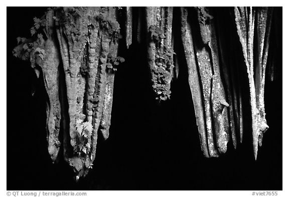 Stalactite in upper Phong Nha Cave. Vietnam