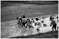 Women tending to rice fields. Vietnam ( black and white)