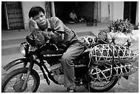 Man on a Russian-made Minsk loaded with live pigs. Northest Vietnam ( black and white)