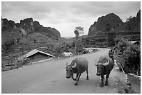 Man walking down two water buffaloes down the road, Ma Phuoc Pass area. Northeast Vietnam (black and white)
