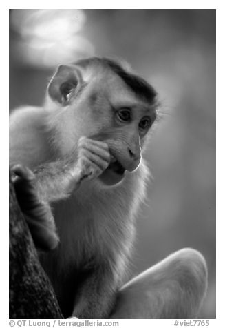 Monkey. Vietnam