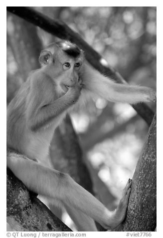 Monkey. Vietnam (black and white)
